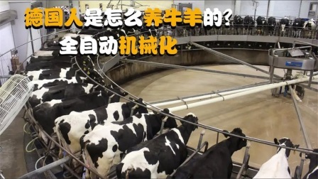 机械控 德国人是怎么饲养牛羊的？全自动机械化，这样的机器靠谱吗