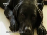 导盲犬珍妮