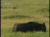 人与自然 原生故事 鬣狗公主娜比（下）