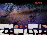黄腹角雉救助记（下） [走近科学] 20110821