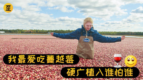 歪果仁研究协会 我爷爷的爷爷就在这里种蔓越莓