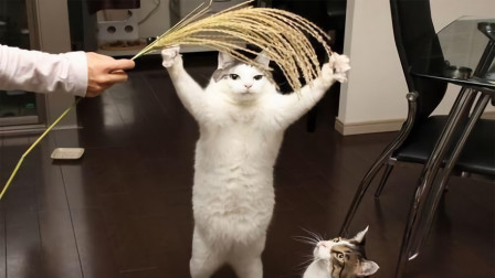 猫的反应速度比人快，为什么逗猫的时候却看不出来呢？
