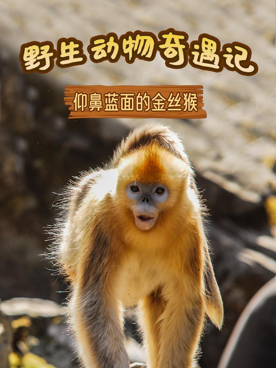 野生动物奇遇记之仰鼻蓝面的金丝猴