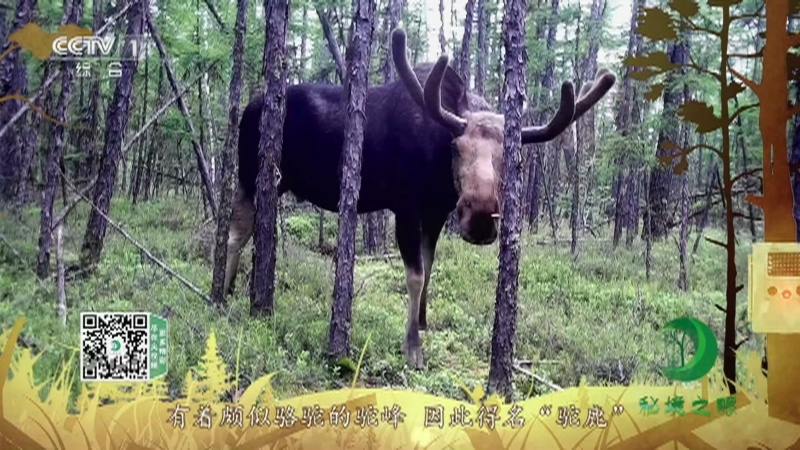 秘境之眼 《秘境之眼》 驼鹿 20220315