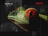 动物世界 《动物世界》 20120303