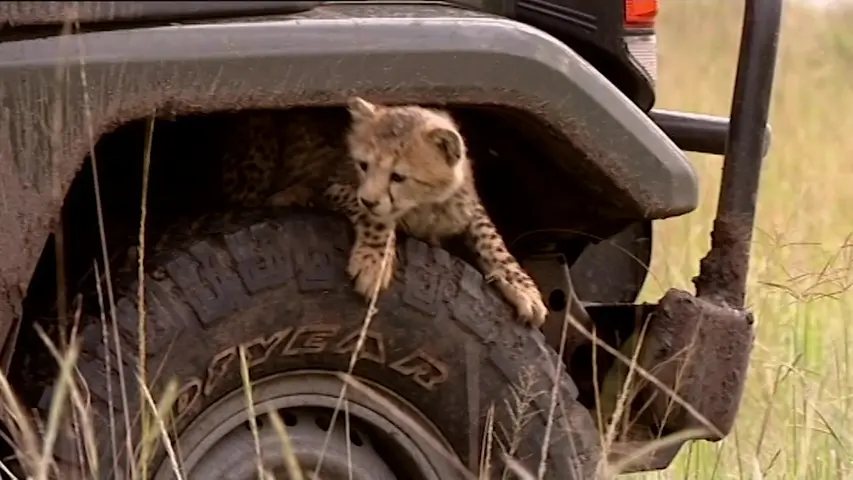 《大猫日记 特辑》第1集