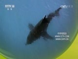自然传奇 《自然传奇》 20170715 冷血绝命者