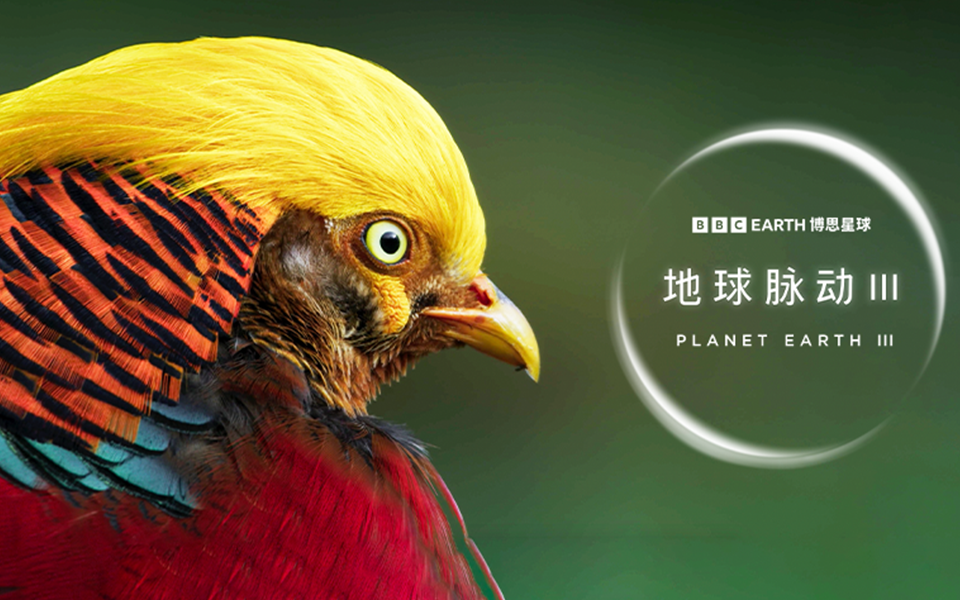 地球脉动 第三季 林木之中