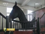 生财有道 《生财有道》 20170704 新疆燕儿窝：古树下的生态财富