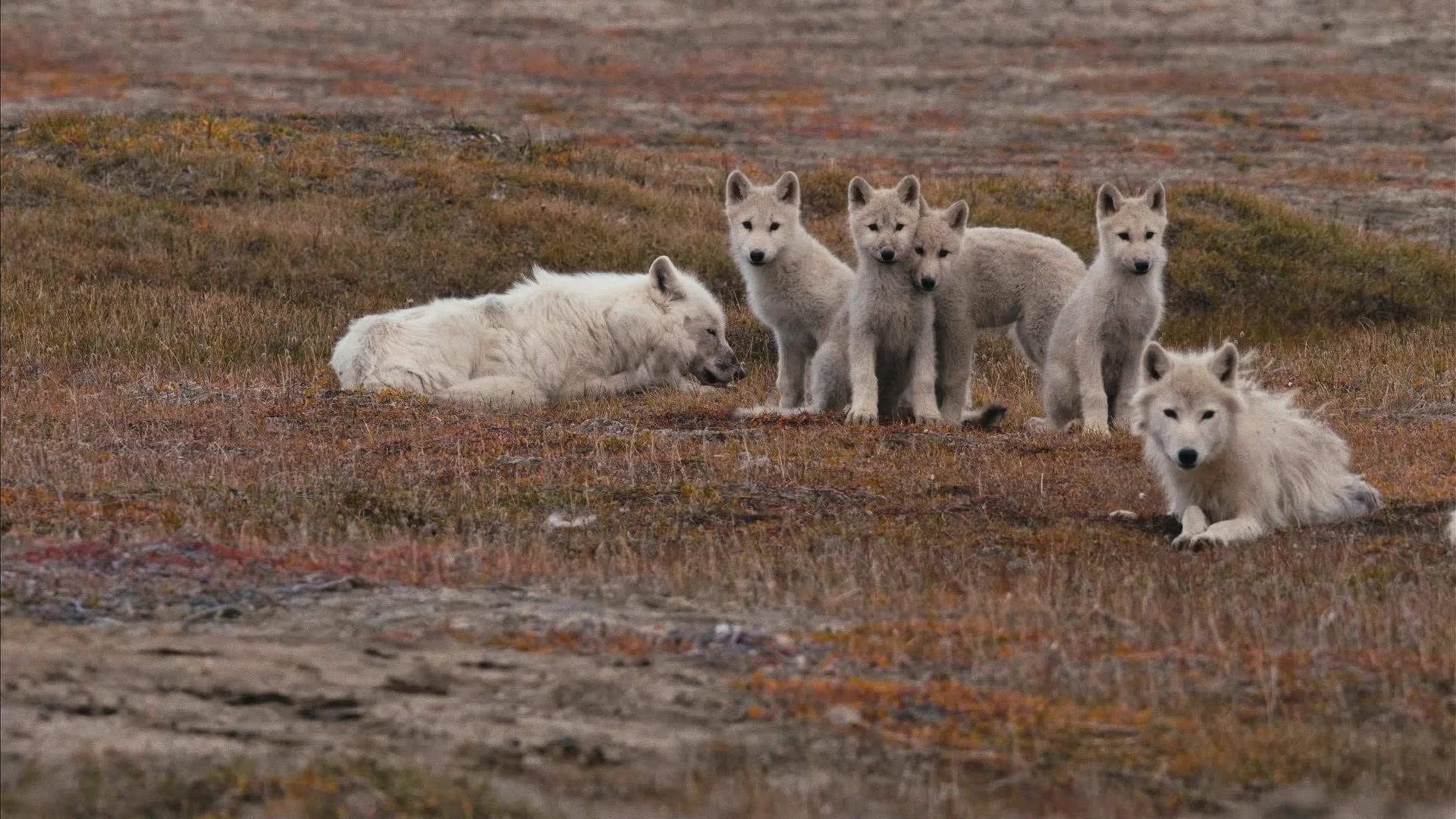 白狼国度 第2集