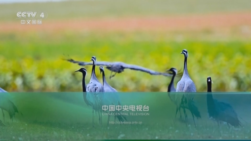 《远方的家》 20251126 中国自然秘境 山川密语 生灵奇境