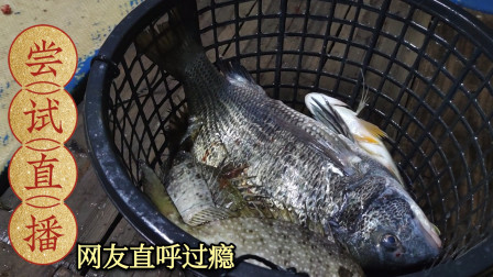 渔民尝试直播外海捕鱼过程，渔获连续来的时候，网友直呼太过瘾了