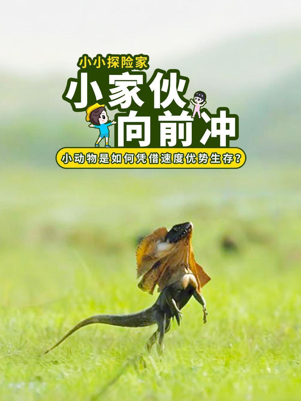 小家伙向前冲：小动物是如何凭借速度优势生存