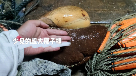 南澳岛赶海日记 彪哥在外海捕到少见超大的椰子螺，老渔民捕鱼20年都没见过，这次发财了