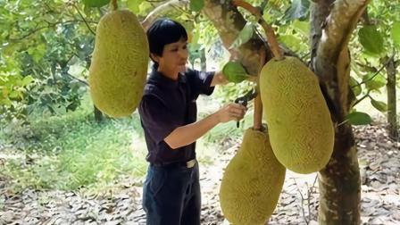 为什么农民给果树砍三刀, 来年的果实特别多?