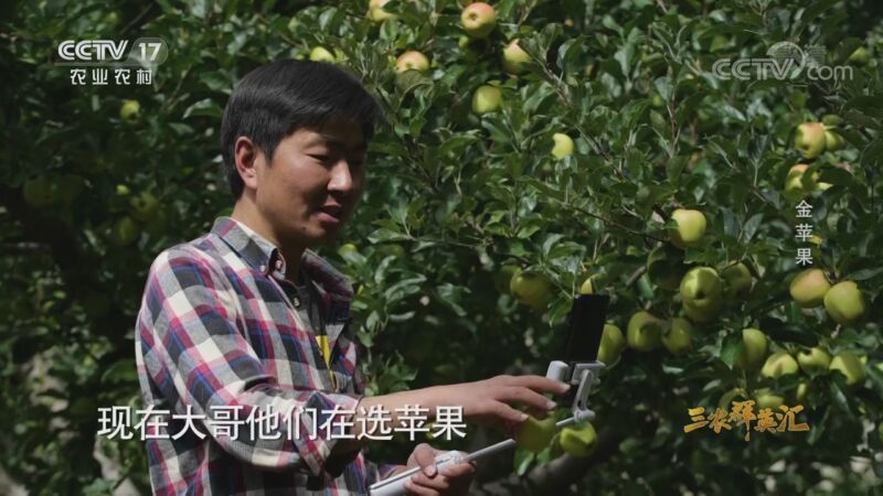 三农群英汇 《三农群英汇》 20201114 金苹果
