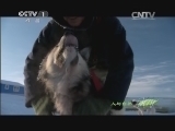 人与自然 《人与自然》 20140227 人类星球——北极（上）