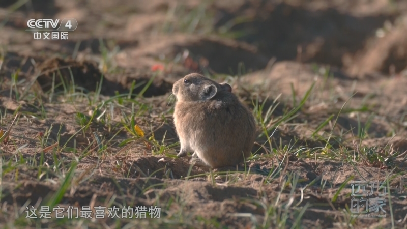 远方的家 《远方的家》 20260316 山河锦绣看中国 雪域高原 山河入画
