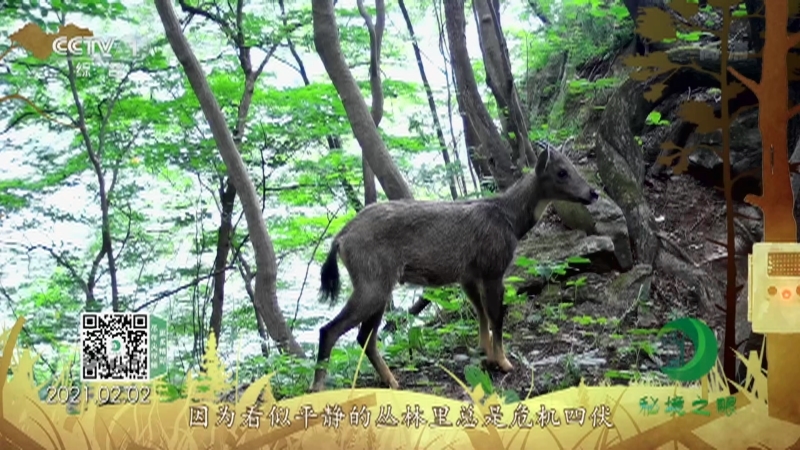 《秘境之眼》 中华斑羚 20210328