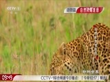 动物世界 《动物世界》 20161212 动物家族情感剧（二）