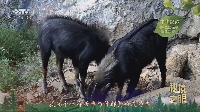 秘境之眼 《秘境之眼》 中华鬣羚 20250405