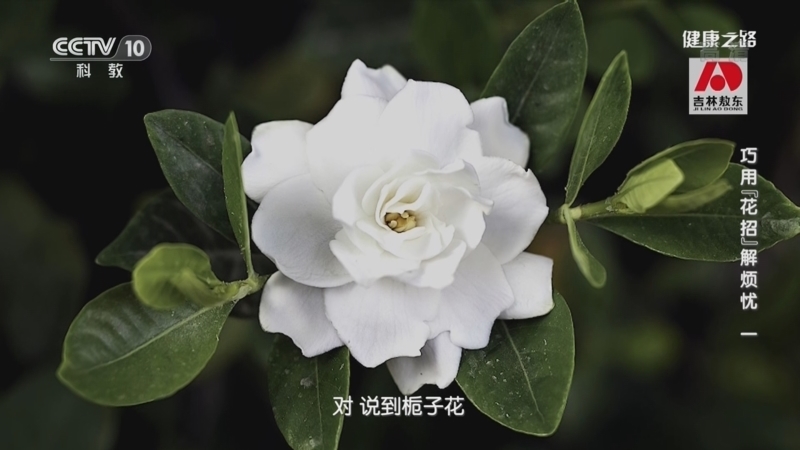 健康之路 《健康之路》 20221009 巧用“花招”解烦忧（一）