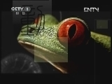 动物世界 《动物世界》 20120702