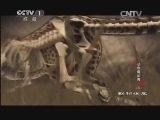 动物世界 《动物世界》 20131207 动物魔幻秀（四）