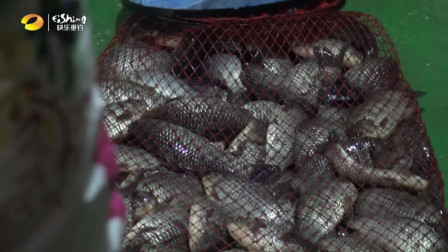 自游去钓：黑坑挑战300斤渔获，红虫饵料发挥奇效！