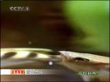 人与自然 自然发现--捕食绝技