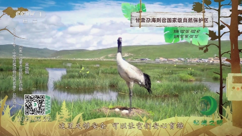 秘境之眼 《秘境之眼》 中华斑羚/豹猫/黑熊/黑颈鹤/黄腿渔鸮 20221003