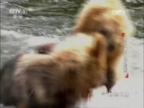 动物世界 《动物世界》 20170607 擅长捕鱼的棕熊