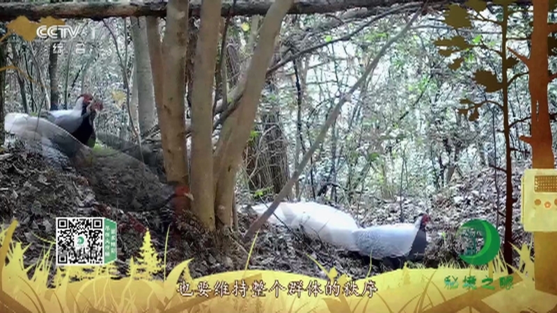 《秘境之眼》 白鹇 20210609