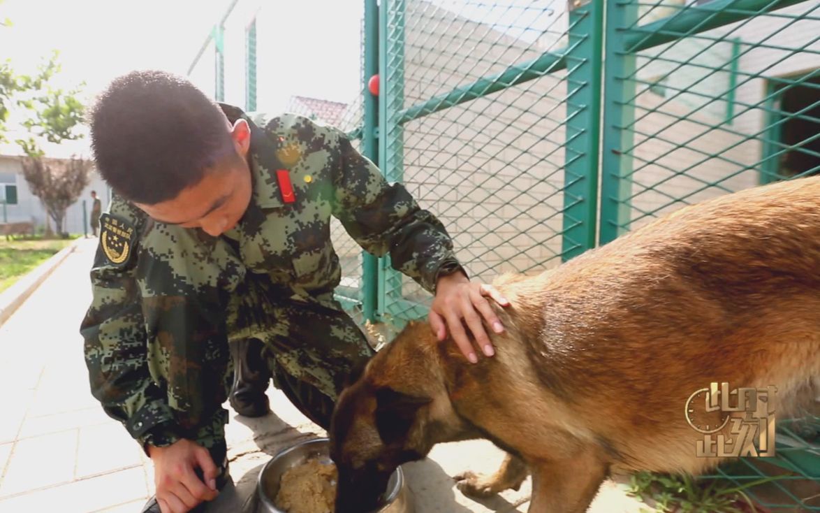 此时此刻：人犬并肩救援生死相依！“救灾功臣”搜救犬训练生活大揭秘