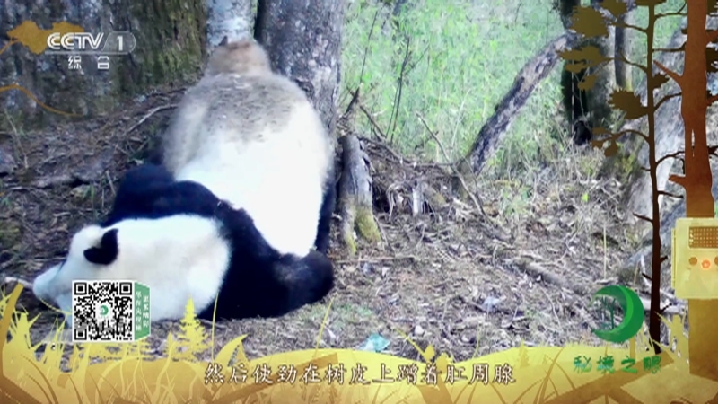《秘境之眼》 大熊猫 20210305
