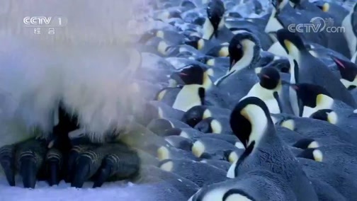 人与自然 《人与自然》 20200111 生命之舞（下）