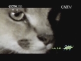 人与自然 《人与自然》 20140503 暗夜猎手（上）