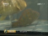 消费主张 《消费主张》 20170323 水产消费调查：热带鱼