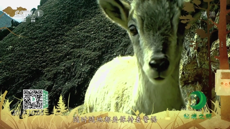秘境之眼 《秘境之眼》 岩羊 20220227