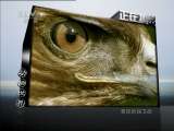 动物世界 动物世界 2011年 第70期