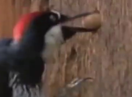 啄木鸟藏的过冬口粮