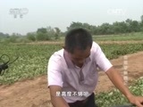 我爱发明 《我爱发明》 20160113 鱼腥草翻腾记