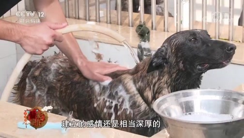 道德观察 《“警”彩绝伦》 20200124 我的战友是“汪星人”