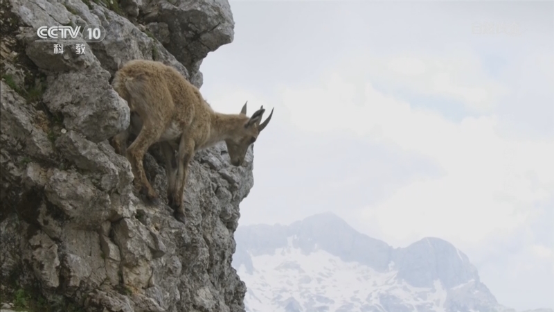 《自然传奇》 20260112 运动的密码