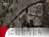 动物世界 《动物世界》 20170606 素食动物的盛宴