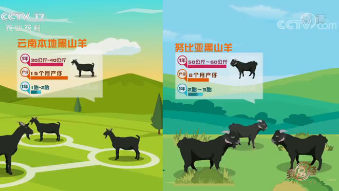 致富经 《致富经》 20200303 黑黑的财富满山跑