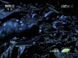 人与自然 《人与自然》 20150418 自然发现：印度尼西亚野生世界——森林魅力（上）