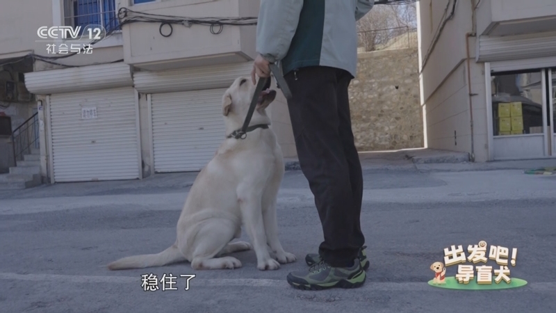 道德观察 《道德观察(日播版)》 20250606 我和导盲犬有个约定