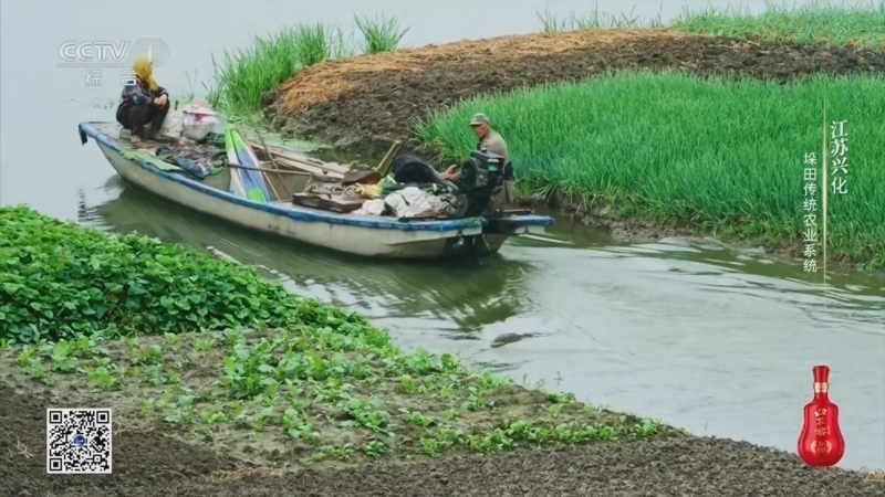 《农耕探文明》 第18集 江苏兴化 垛田传统农业系统