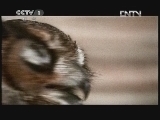 动物世界 《动物世界》 20120622